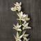 8 Pack: Cream Boat Orchid Stem by Ashland®